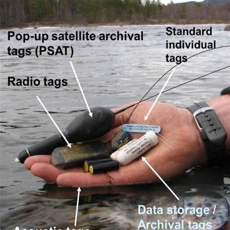 rfid tag yo track a boat|satellite fish tags.